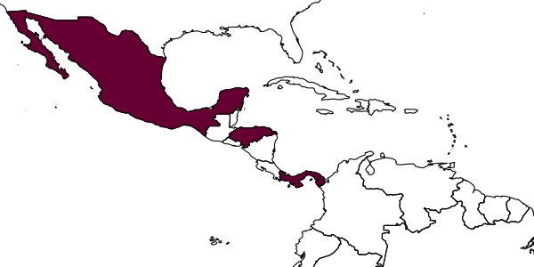 map of Doryctobracon zeteki     (Muesebeck, 1958)